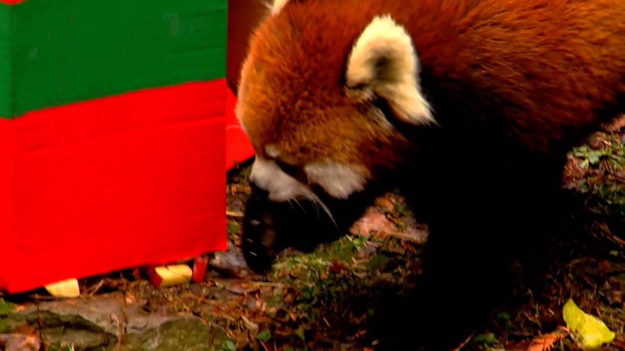 Santa Delivers Animal Gifts 2014 - Cincinnati Zoo