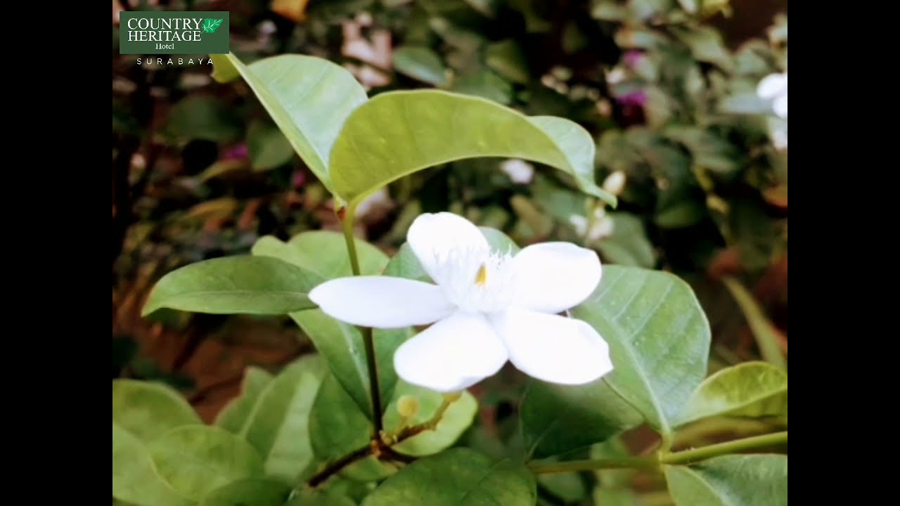 COUNTRY HERITAGE TROPICAL GARDEN