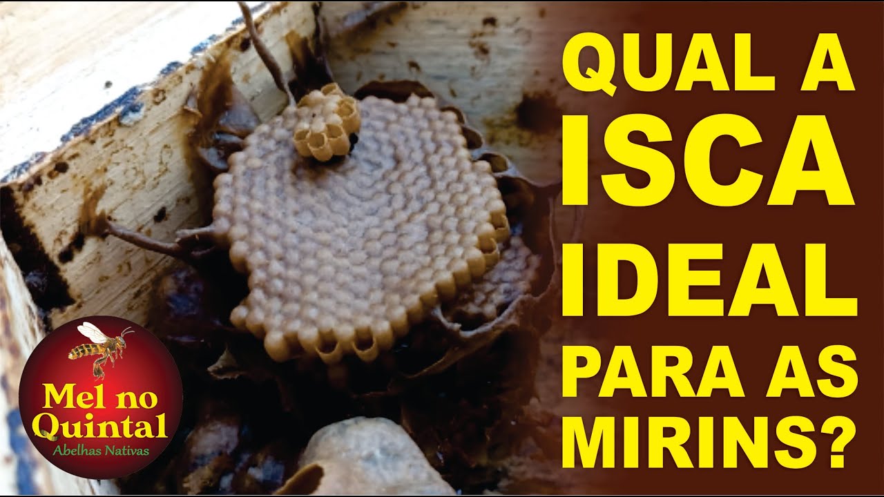 MIRIM GUAÇU em isca GRANDE
