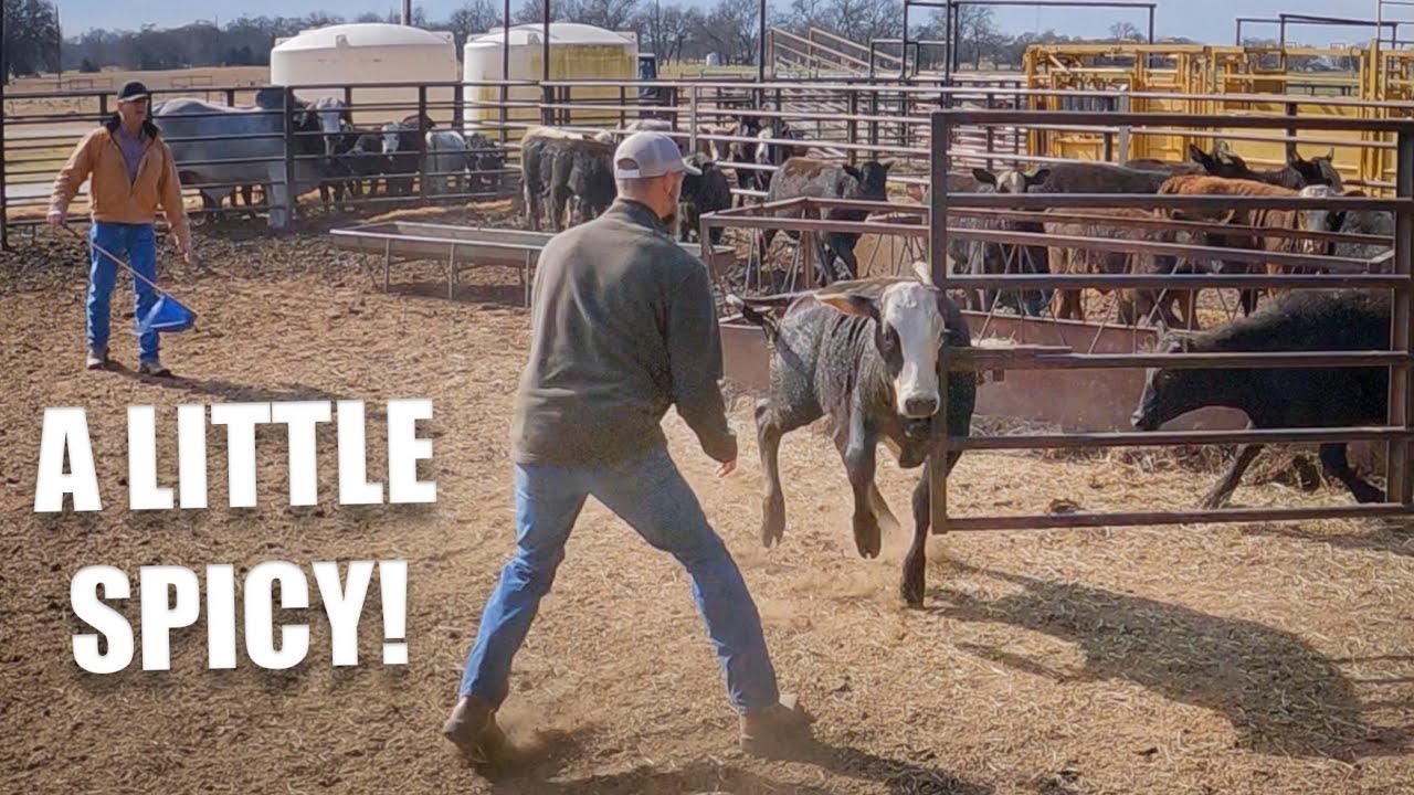 Catching, Sorting, and Shipping Cattle - Part 3