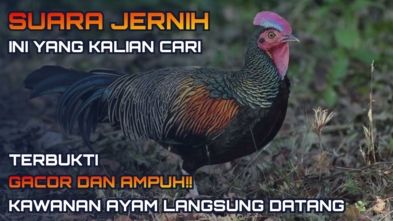 Suara pikat ayam hutan hijau AMPUH‼️ memanggil kawanan ayam hutan lain suara ramai dan gacor.