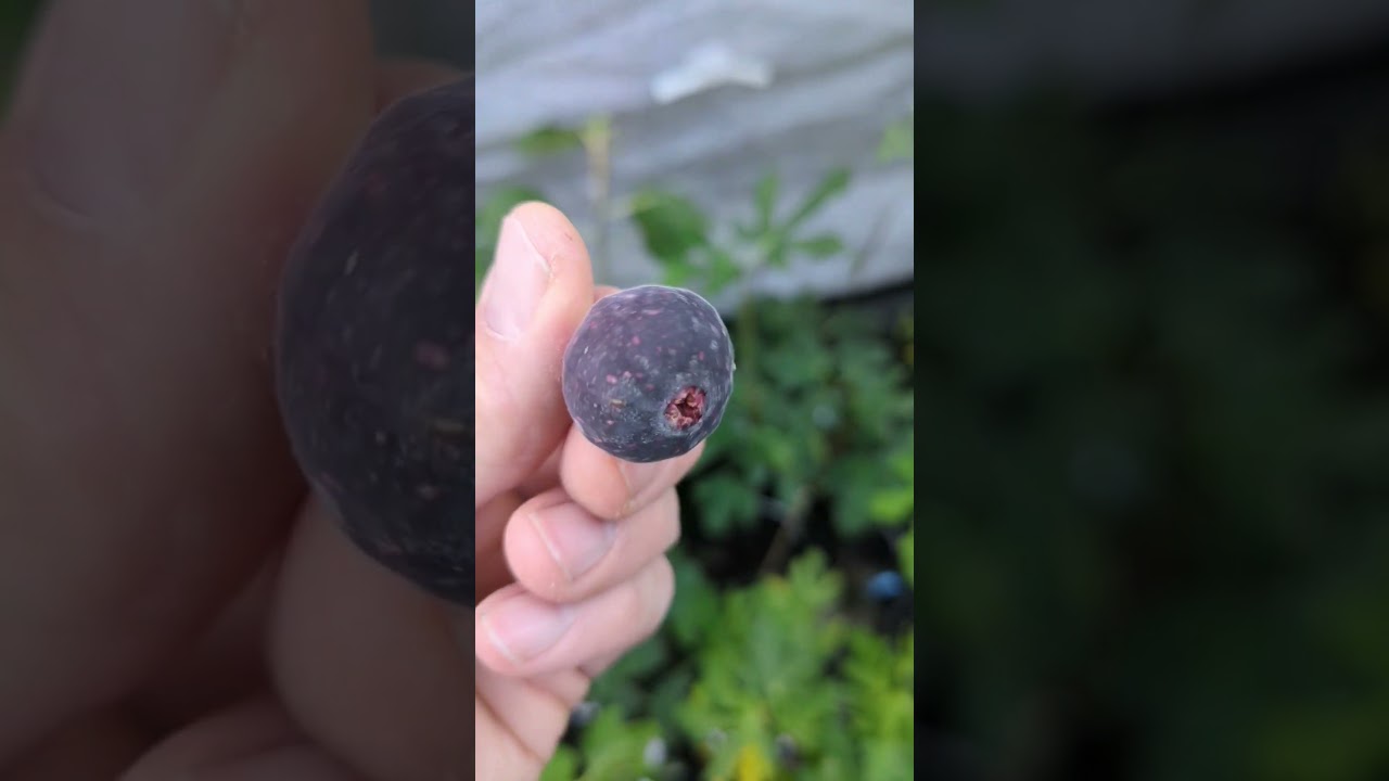 Punjab-Feige&nbsp;(Ficus palmata) #feigen #fruit #feigenbaum #fig