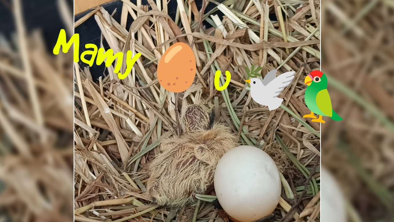 Młode papugi i gołębie 🥚🕊️🦜 jak przebiegają lęgi #hodowla #vlog #papua #gołębie #hobby