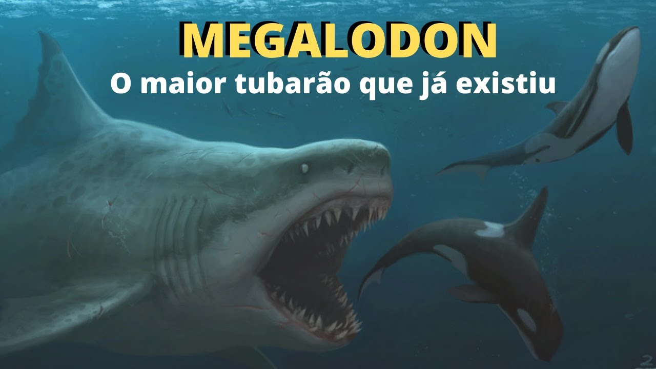 O TUBARÃO GIGANTE MEGALODON! O MAIOR QUE JÁ EXISTIU! ELE FOI O REI DOS MARES NA PRÉ-HISTÓRIA.
