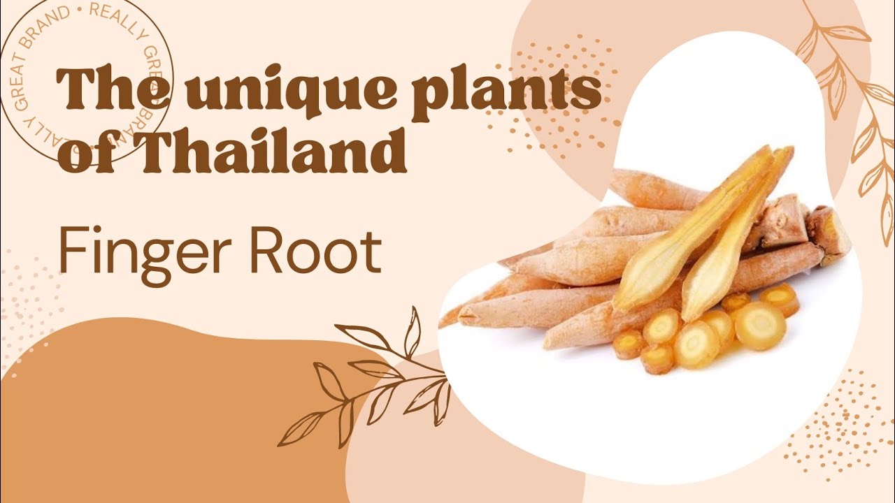 The unique plants - Finger root