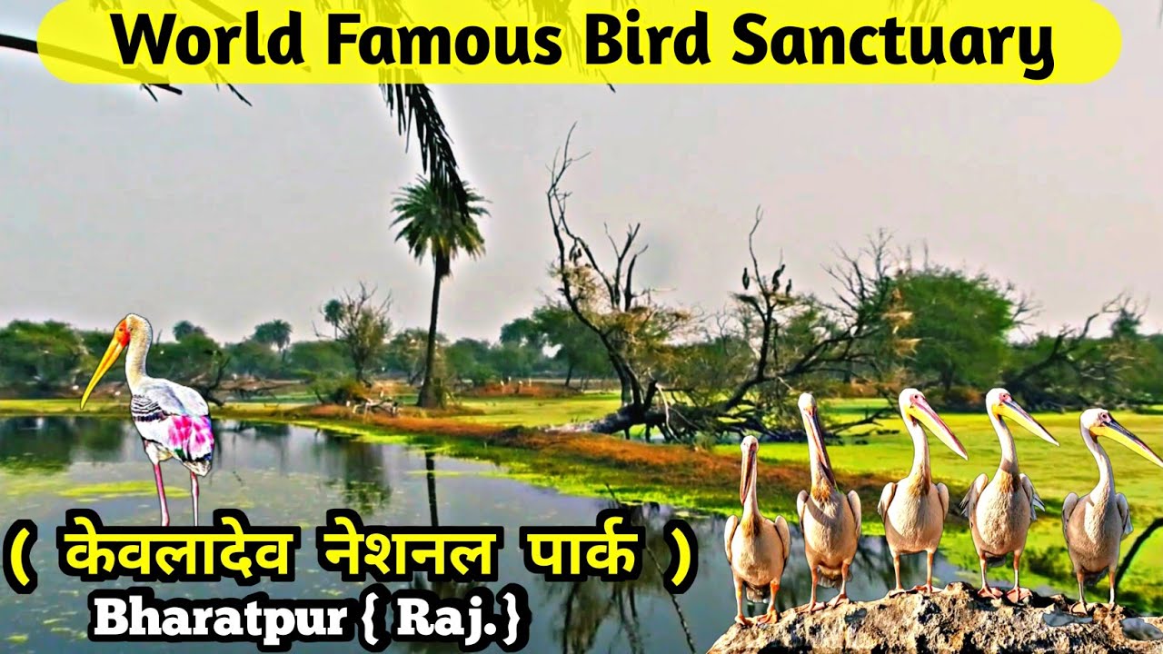 Keoladeo National Park | Bharatpur Bird Sanctuary | Ghana Pakshi Vihar #bharatpurbirdsanctuary