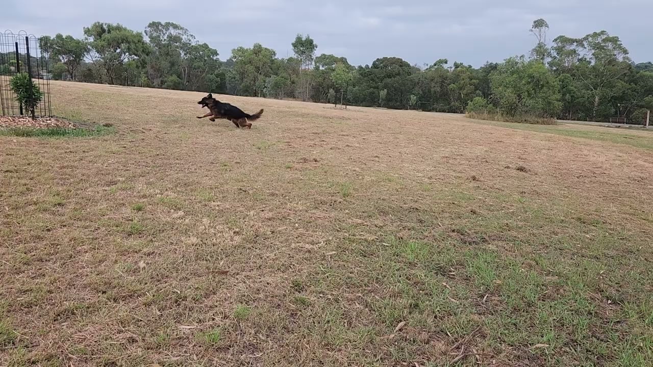 Never a stick when you need one.