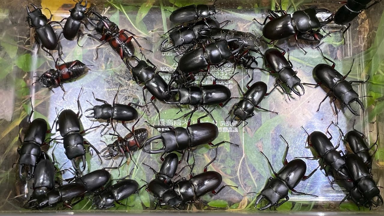 山で木を蹴ったらクワガタが大量に落ちてきた！ /  巨大ミヤマクワガタ狙いで灯火採集  / 河川敷ヒラタ採集【2024年カブトムシ・クワガタ採集】