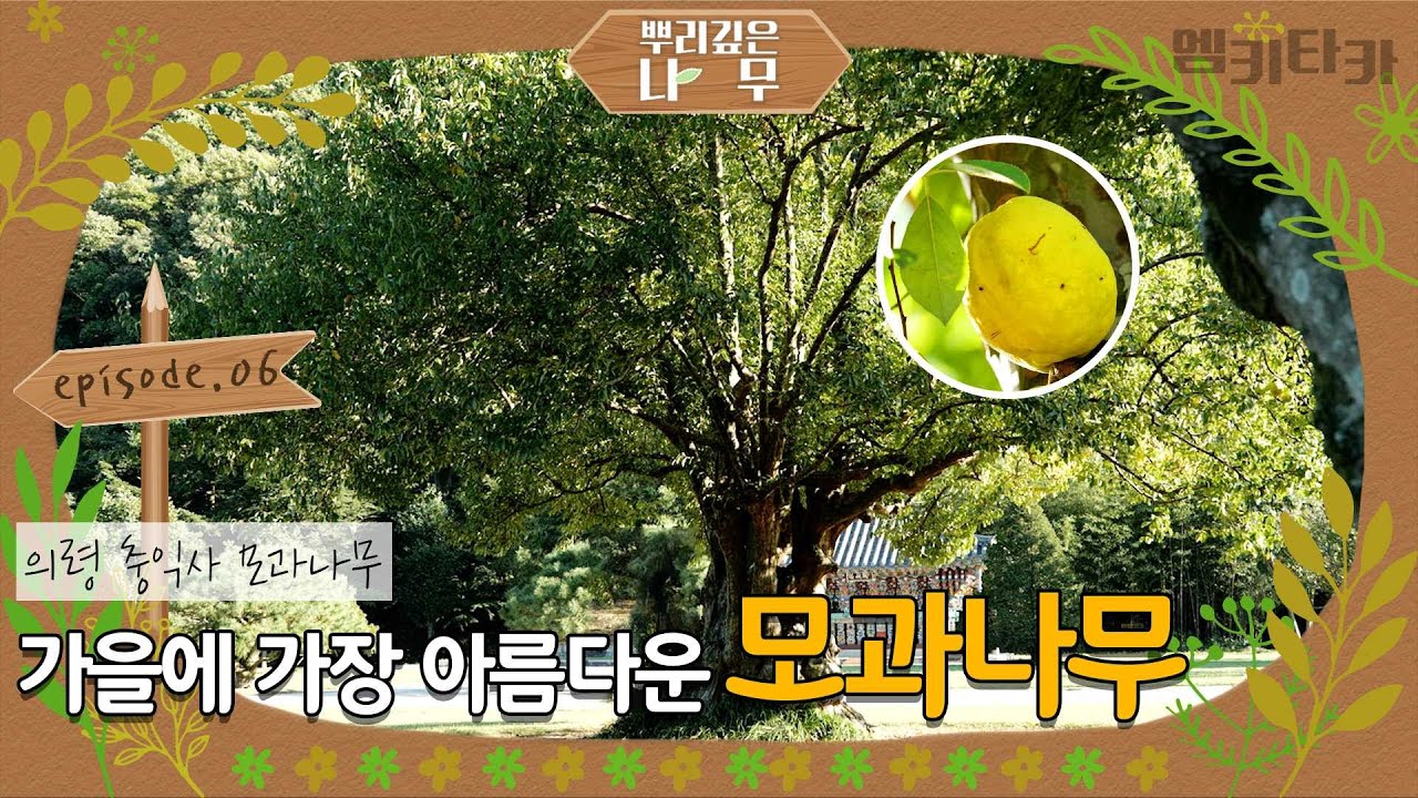 세 번 놀라게 한다는 울룽불룽 독특한 모양 , 의령 충익사 모과나무 [뿌리깊은나무 ep. 06]｜MBC경남 211113 방송