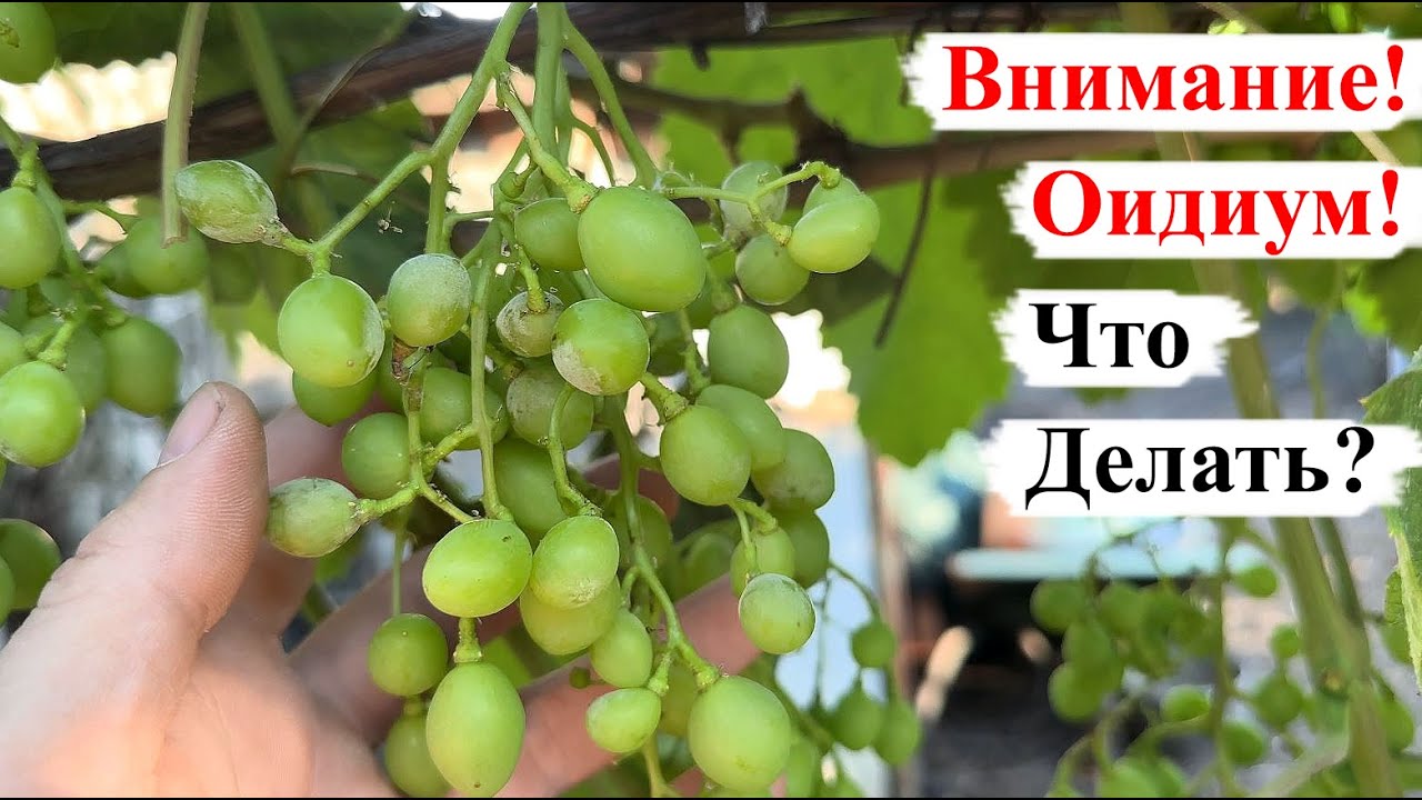 Внимание ОИДИУМ на ВИНОГРАДЕ! Что ДЕЛАТЬ? Как ЛЕЧИТЬ?