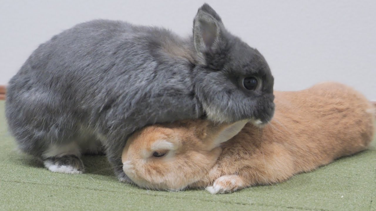 飼い主が歌い出したらミミが怒ってムギに八つ当たりしちゃいました【No.1141】