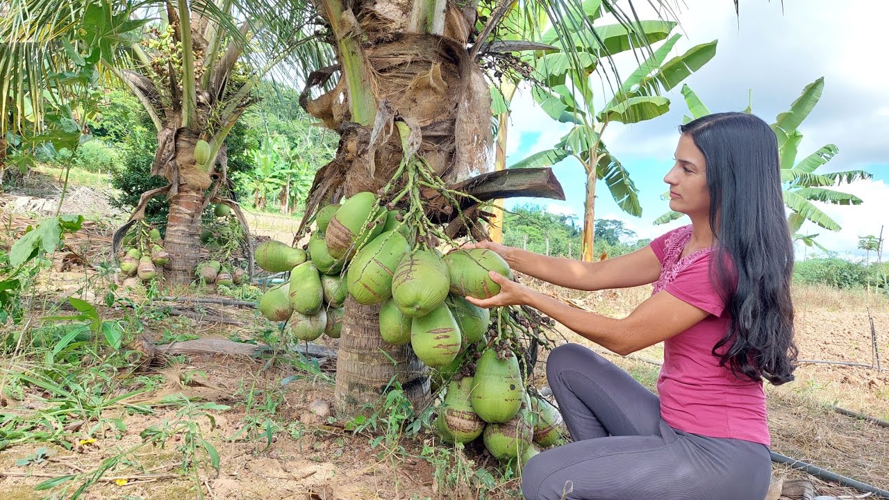 Extraindo o melhor do coco