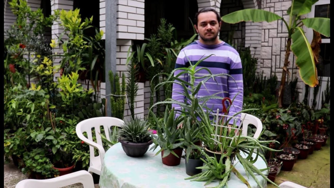 Aloes o Sábilas - cuidado y reproduccíon