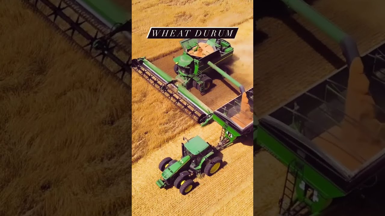 Wheat, Flax, Soybean, Sunflowers & Corn Harvest 2022 #shorts #short #viral #johndeere #grow #tractor