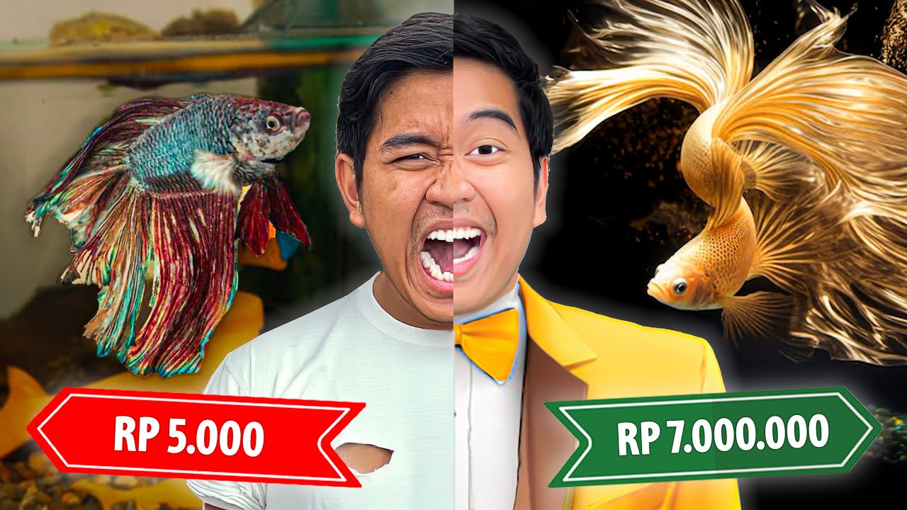 BETTA FISH MURAH RP 5.000 VS IKAN CUPANG MAHAL RP 7.000.000!