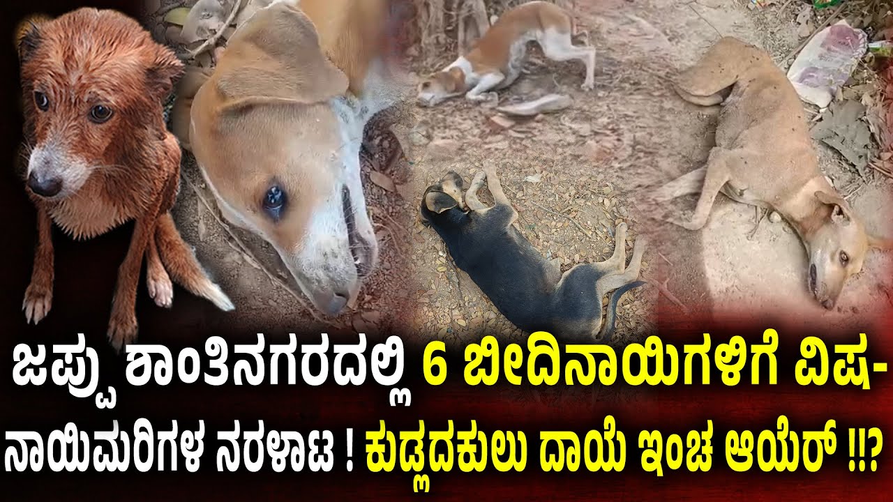 ಮಂಗಳೂರಿನಲ್ಲೊಂದು ಪೈ*ಶಾ*ಚಿಕ ಕೃ*ತ್ಯ - ಬೀದಿನಾಯಿಗಳಿಗೆ ವಿ*ಷ ಹಾ*ಕಿ ಕೊಂ*ದ ಪಾ*ಪಿಗಳು.. ನಾಯಿಮರಿಗಳ ನ*ರಳಾ*ಟ