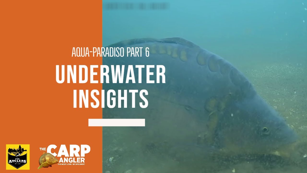 Underwater Insights 6 - New Camera, New fish