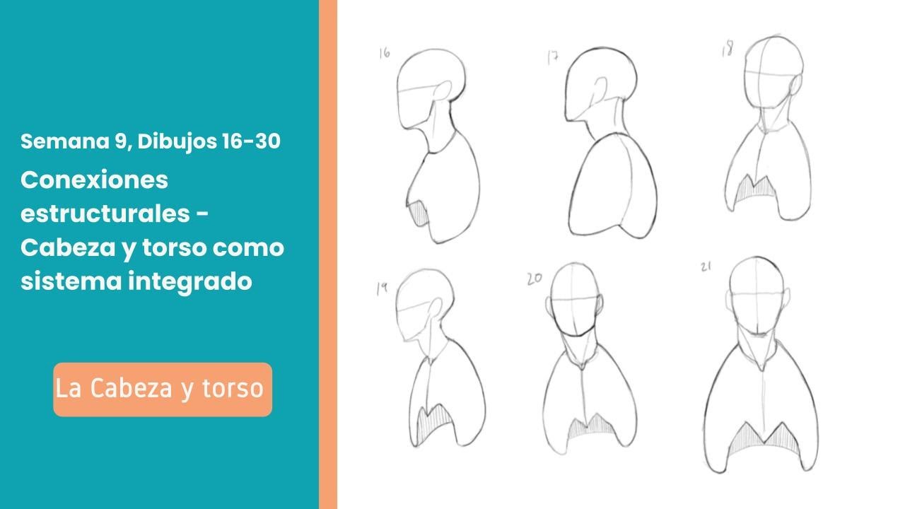 Conexiones estructurales la cabeza con el torso superior