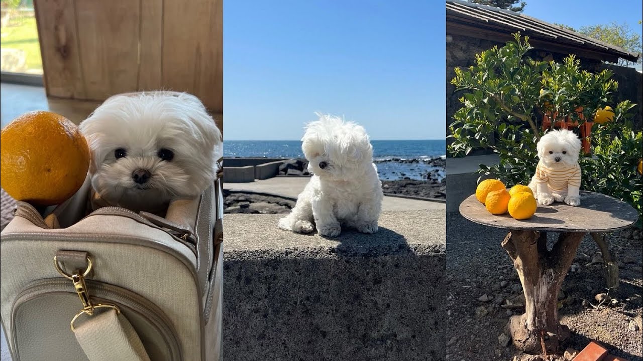 제주도 다섯번 가본 강아지의 찐~추천코스🍊강아지이동가방/ 애견동반맛집/ 애견동반우도/ 애견동반숙소/ 애견동반렌트카