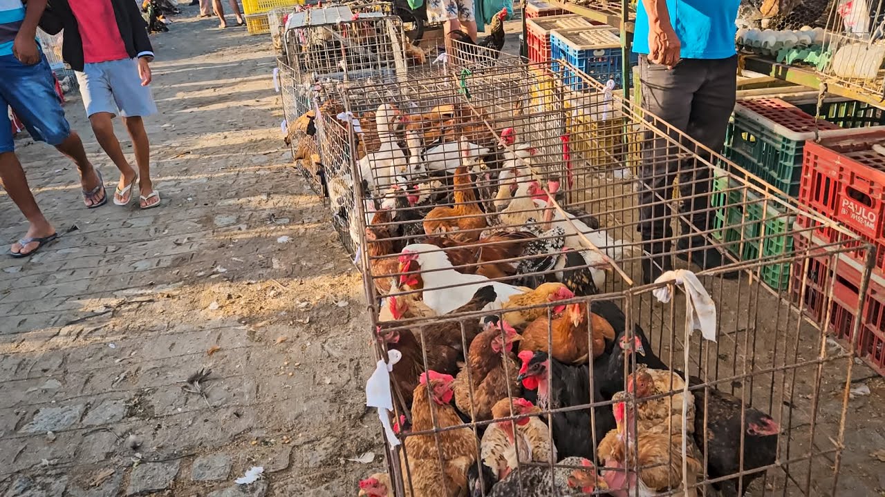 FEIRA DE GALINHAS DE CARUARU PE, A PARTIR DE 25 REAIS, SÁBADO, (17/01/26) #nordeste