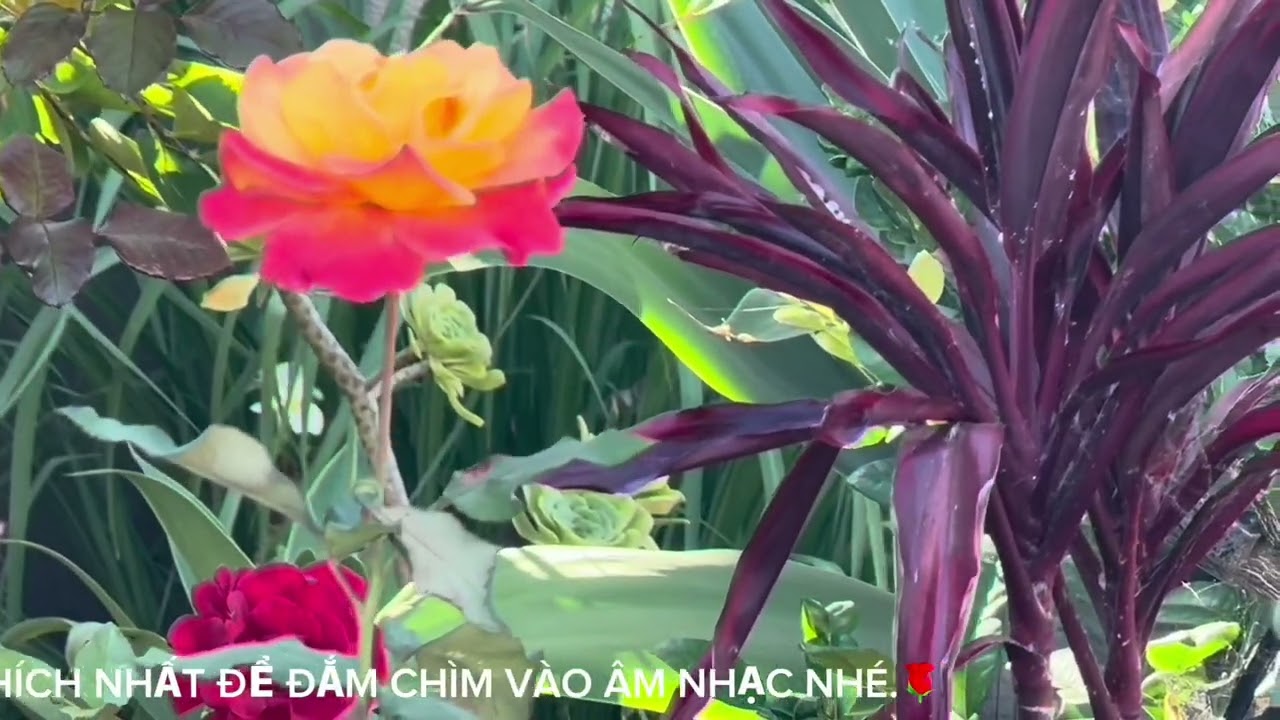 Ghé Bến Sài Gòn | Sáng tác: Văn Phụng & Huyền Linh | Cover: Hạnh Duyên 