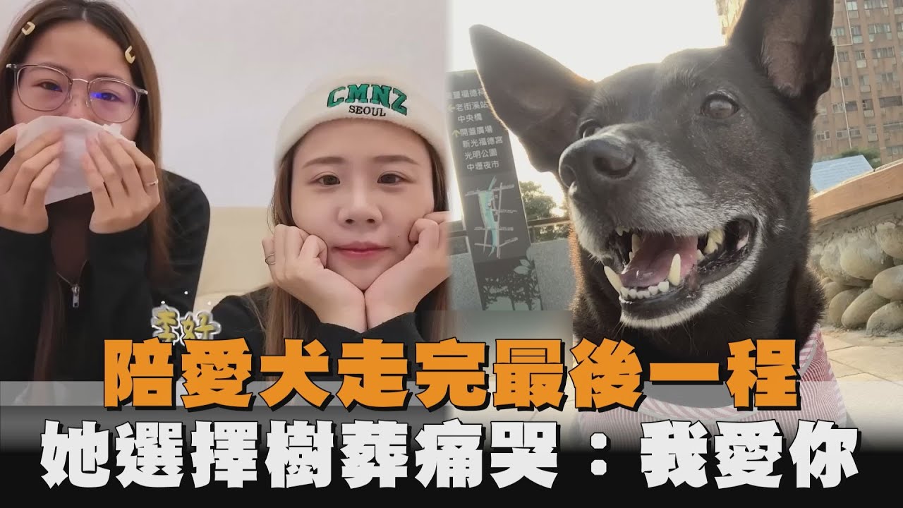 陪愛犬走完最後一程　她選擇樹葬痛哭：我愛你