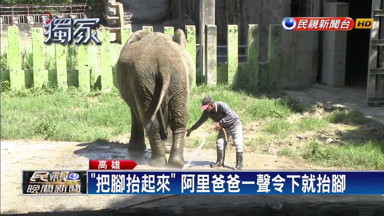 情牽41年 大象阿里爸爸月底將退休－民視新聞