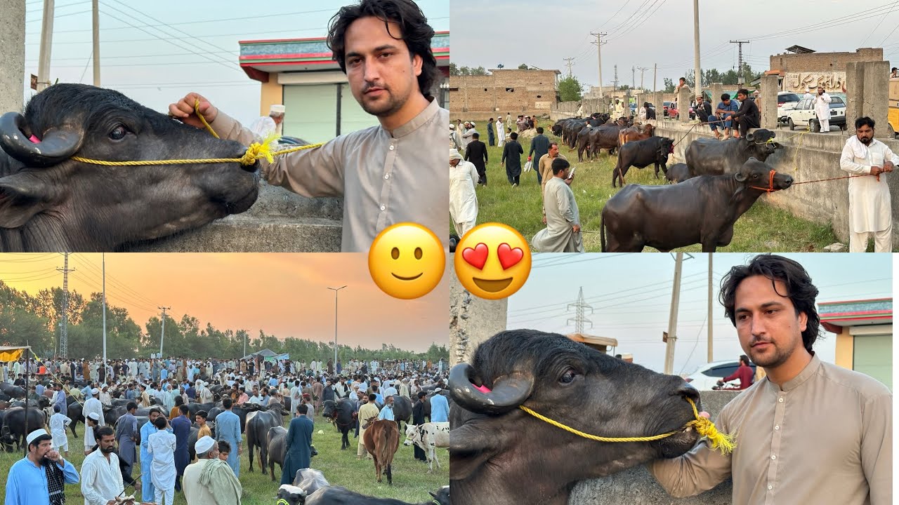 Bakra mandi special vlog, bohut mza aaya ghumne mein intehai rash tha, 3 June 2025😃😍😌