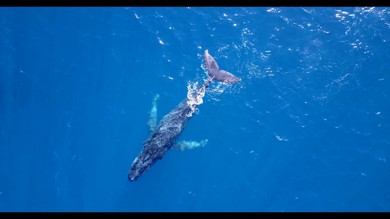 Kauai Humpback Whales 2017 HD