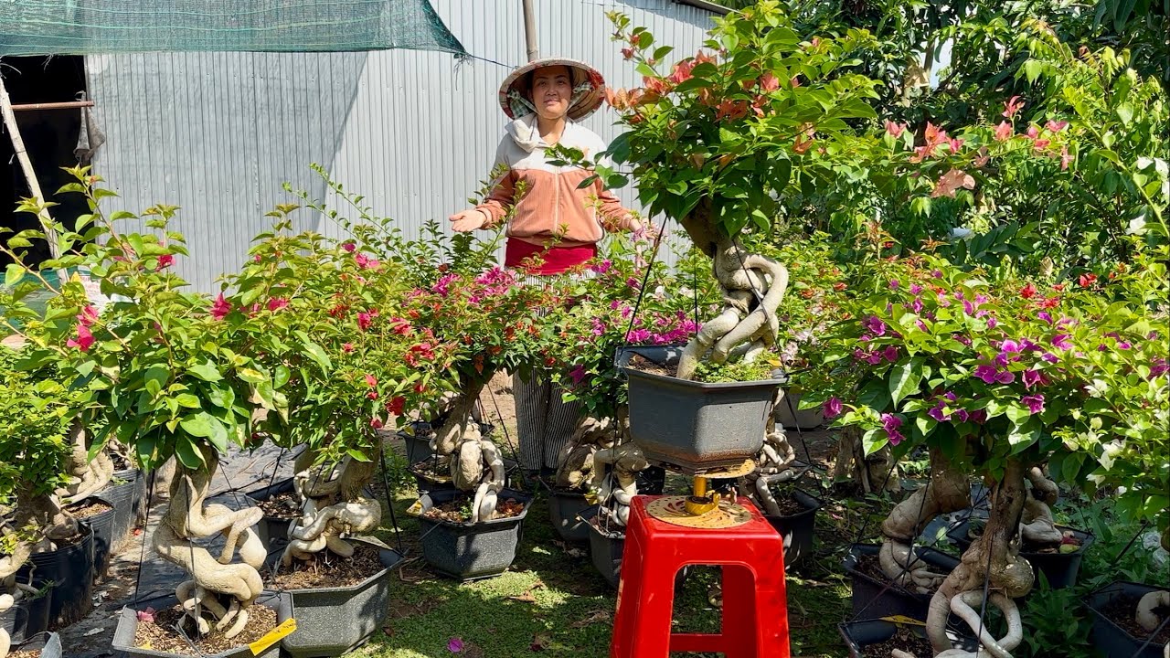 Lô hoa giấy đế đẹp dáng bonsai ghép siêu hoa nhiều loại đang búp nụ ☎0945.680.730 Dương