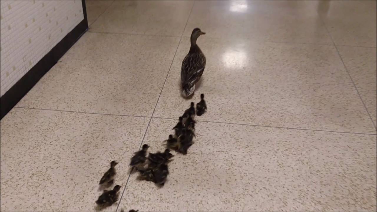Kennedy Duckling Rescue!
