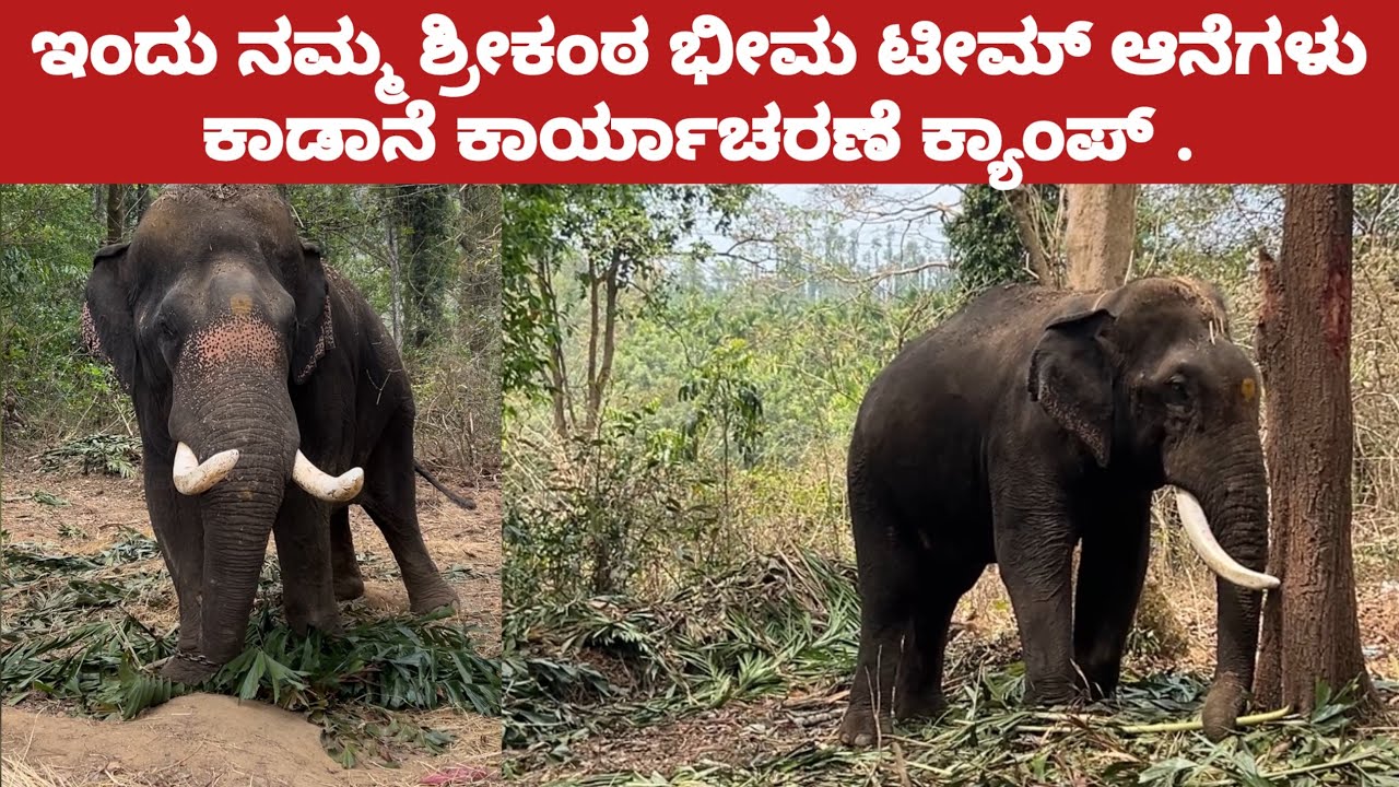 ಇಂದು ನಮ್ಮ ಶ್ರೀಕಂಠ ಭೀಮ ಟೀಮ್ ಆನೆಗಳು ಕಾಡಾನೆ ಕಾರ್ಯಾಚರಣೆ ಕ್ಯಾಂಪ್ | Srikanta elephant team 
