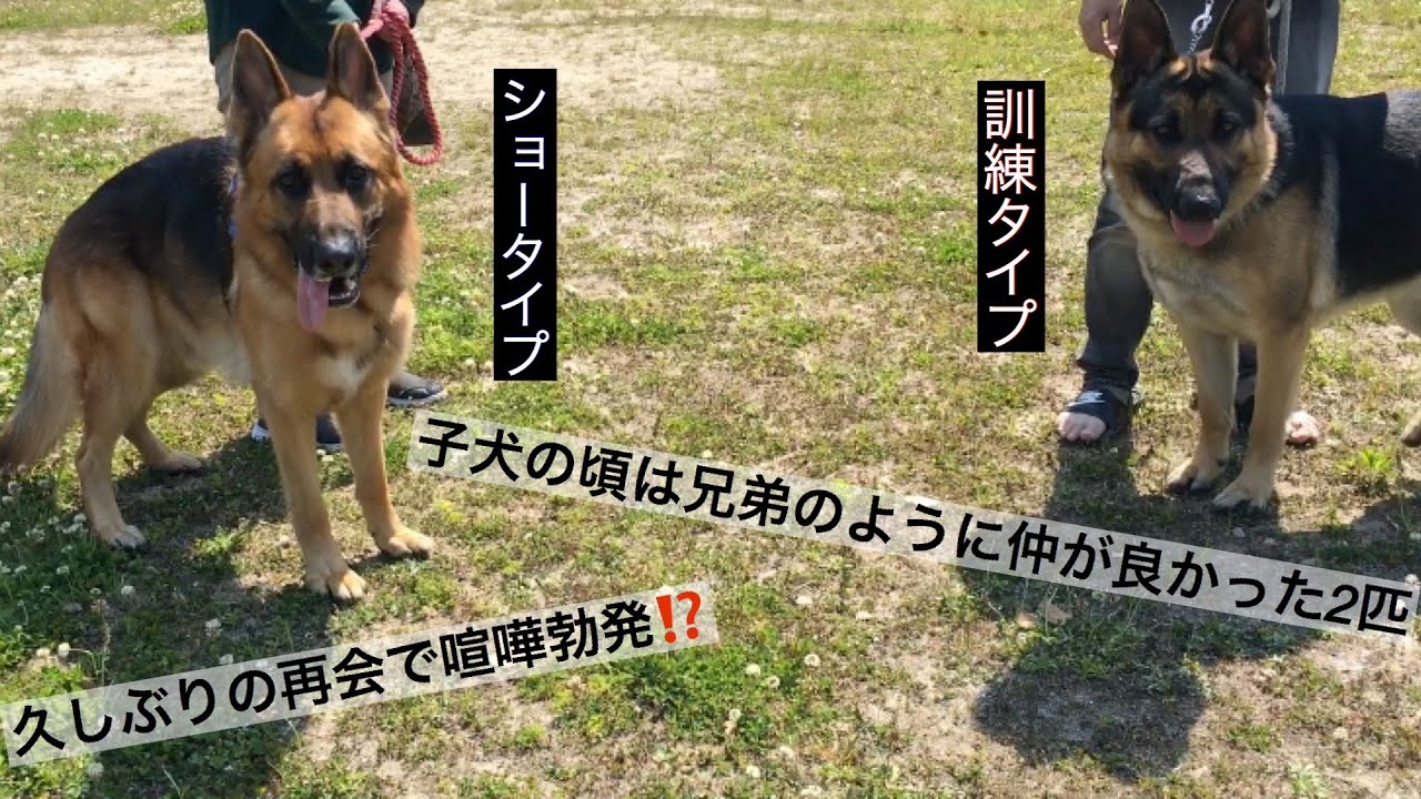 訓練タイプのシェパード ピカソに久しぶりに会った！