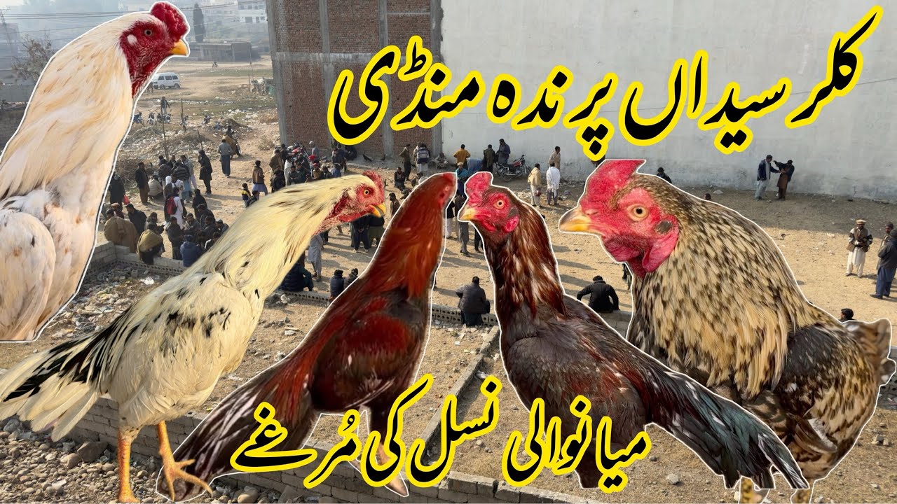Kallar Syedan Murga Mandi | Prinda Mandi Kallar Syedan | Mianwali Aseel Murgo Ki Mandi