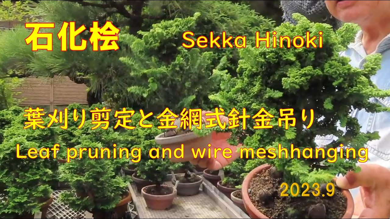 Сегодня был хороший день для бонсай. Окаменевший кипарис № 43. Летом было слишком жарко, поэтому ...