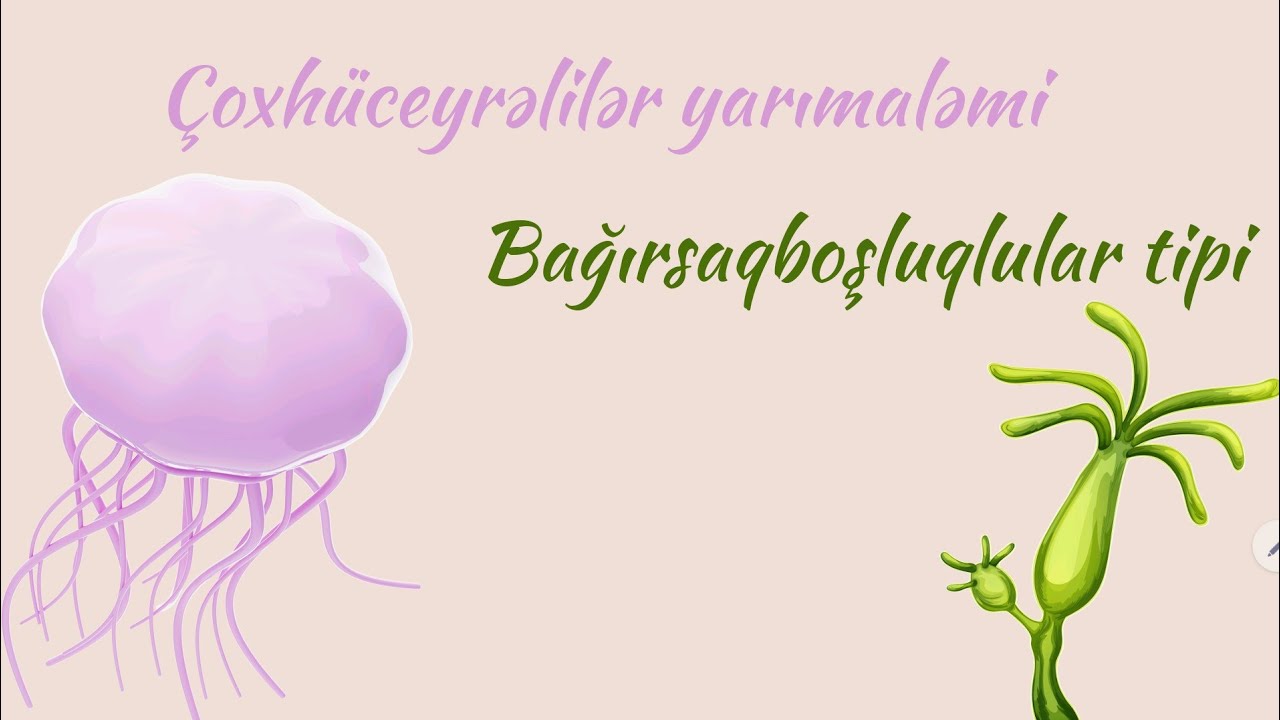 Zoologiya | Çoxhüceyrəlilər yarımaləmi | Bağırsaqboşluqlular | Hidra | Tam mövzu izahı |0504632292 |