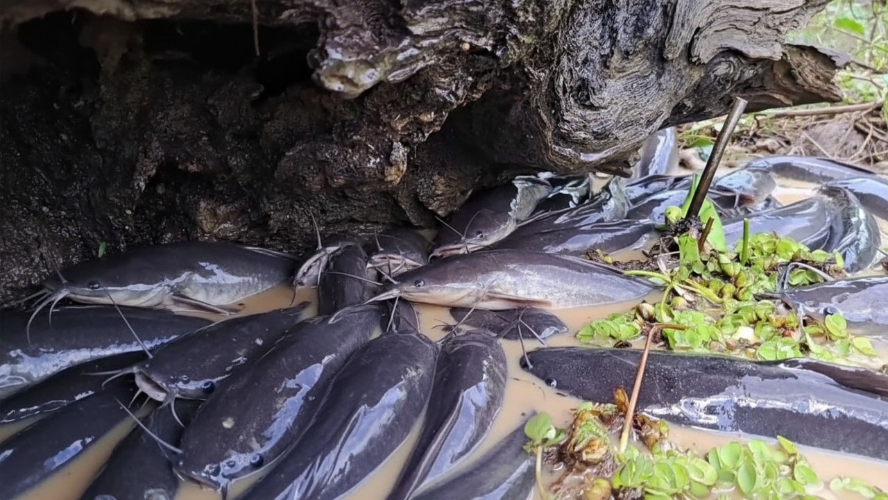 Amazing Traditional Fishing: Catching Massive Catfish in the Mud