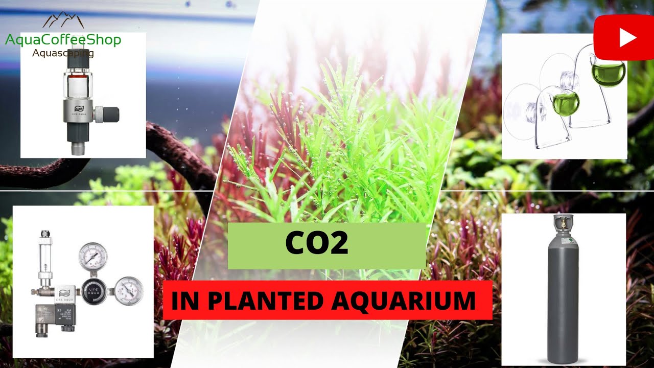CO2 in Planted Aquarium English Subtitles