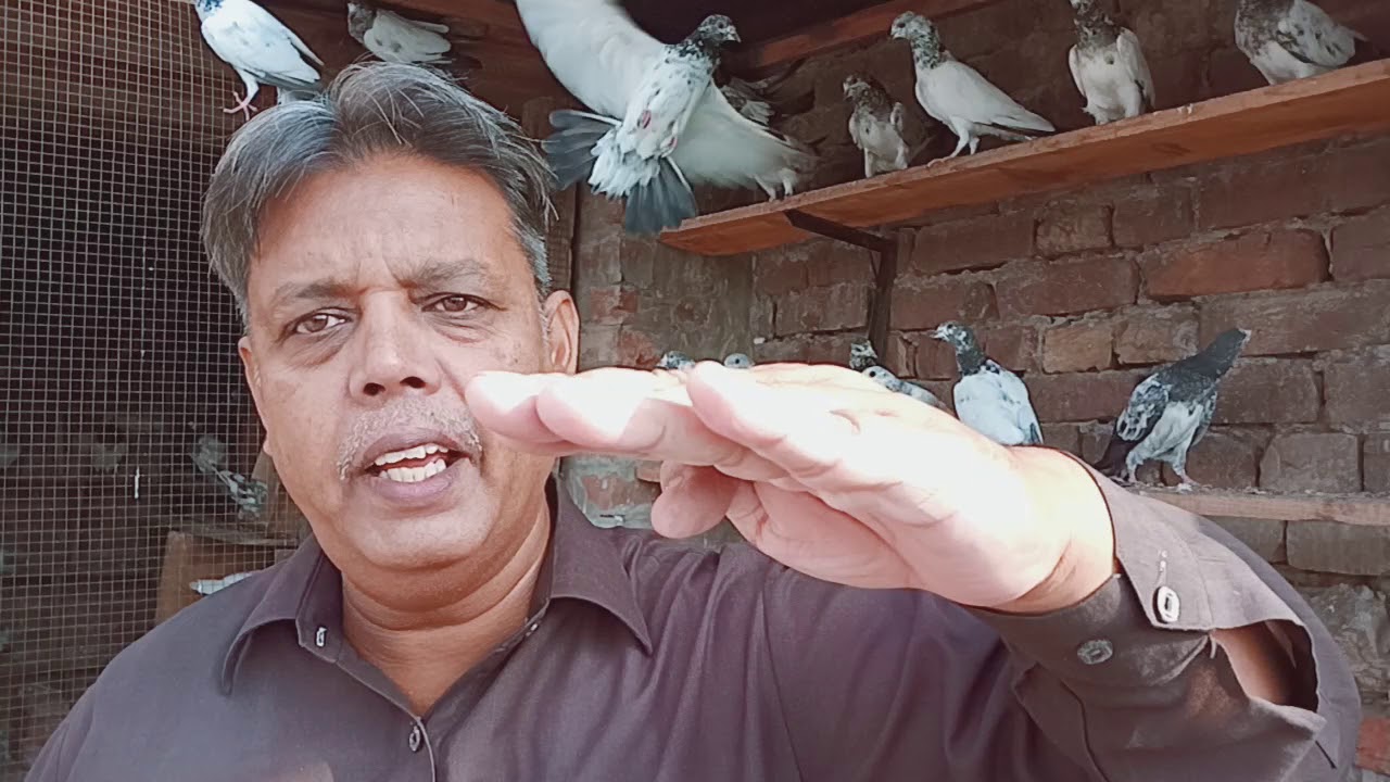 Pigeons... kabootar k joor VIP 23 October 2019