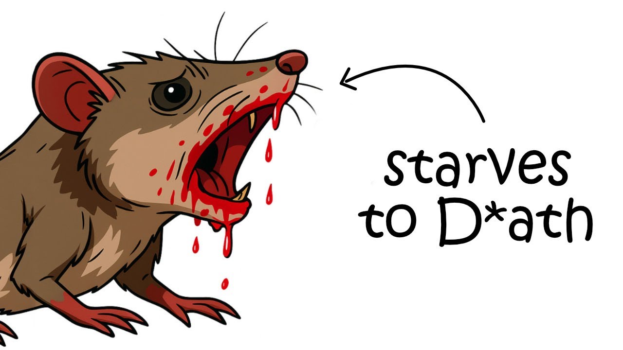 Why It Sucks to Be Born as a Swamp Antechinus