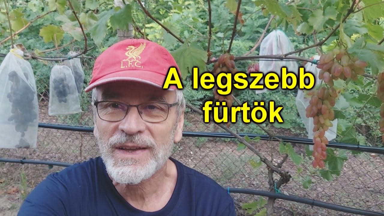 A legszebb csemegeszőlő fürtök a kertemben - 2024