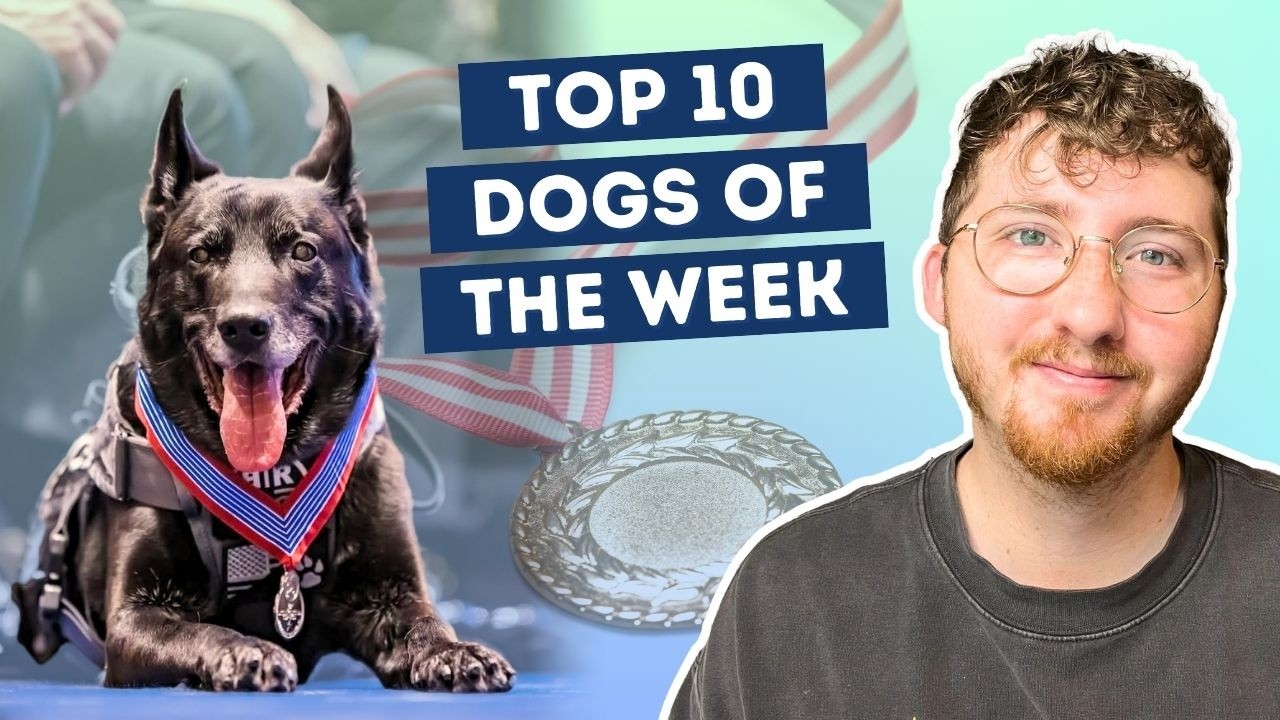 This Dog Tackled A White House Intruder