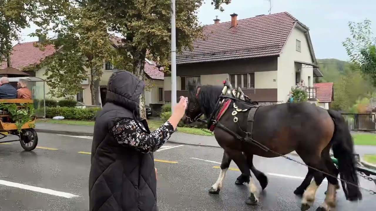 Branje Grozdja Pregrada 2023.