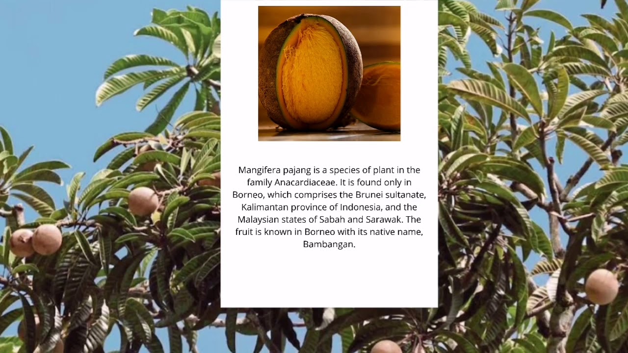 Bambangan Pickle (JERUK BAMBANGAN)