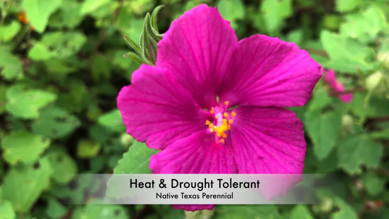 Plant Profile: Rock Rose - Pavonia lasiopetala