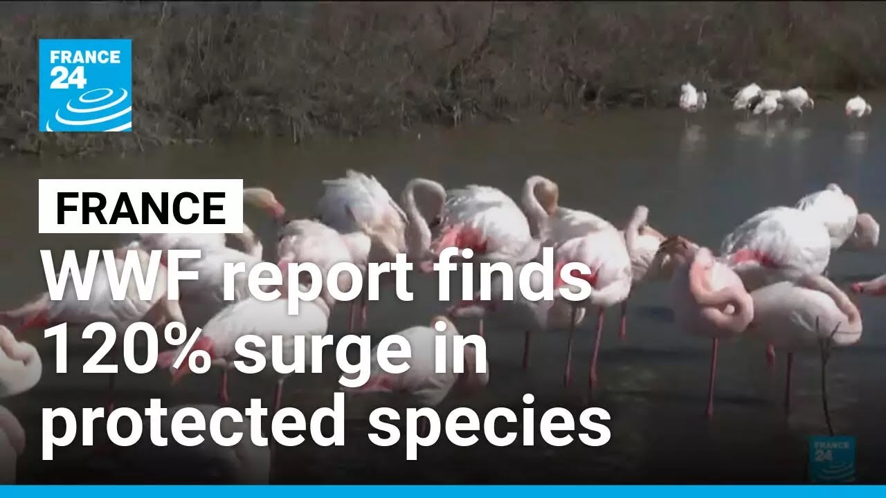 WWF report finds 120% surge in France’s protected species, urges stronger conservation efforts