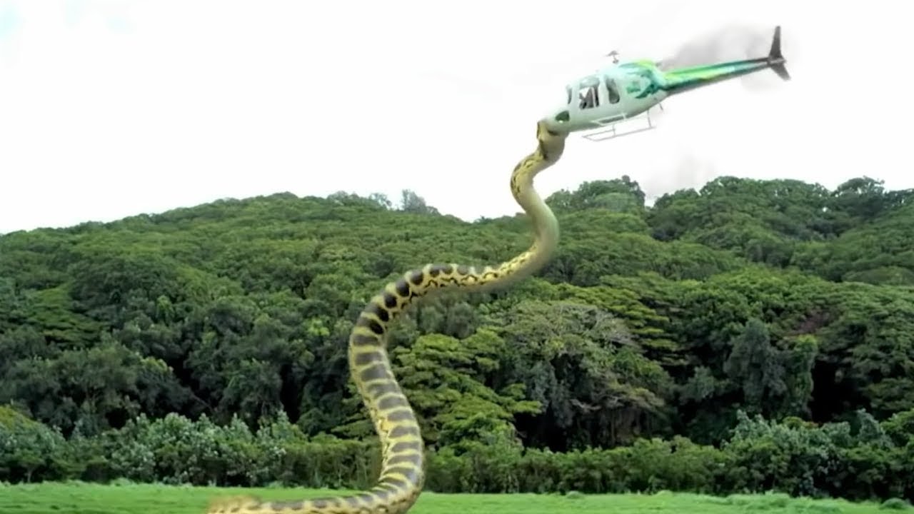 Cientistas encontraram MONSTRO h&iacute;brido de PIRANHA com ANACONDA - RECAP