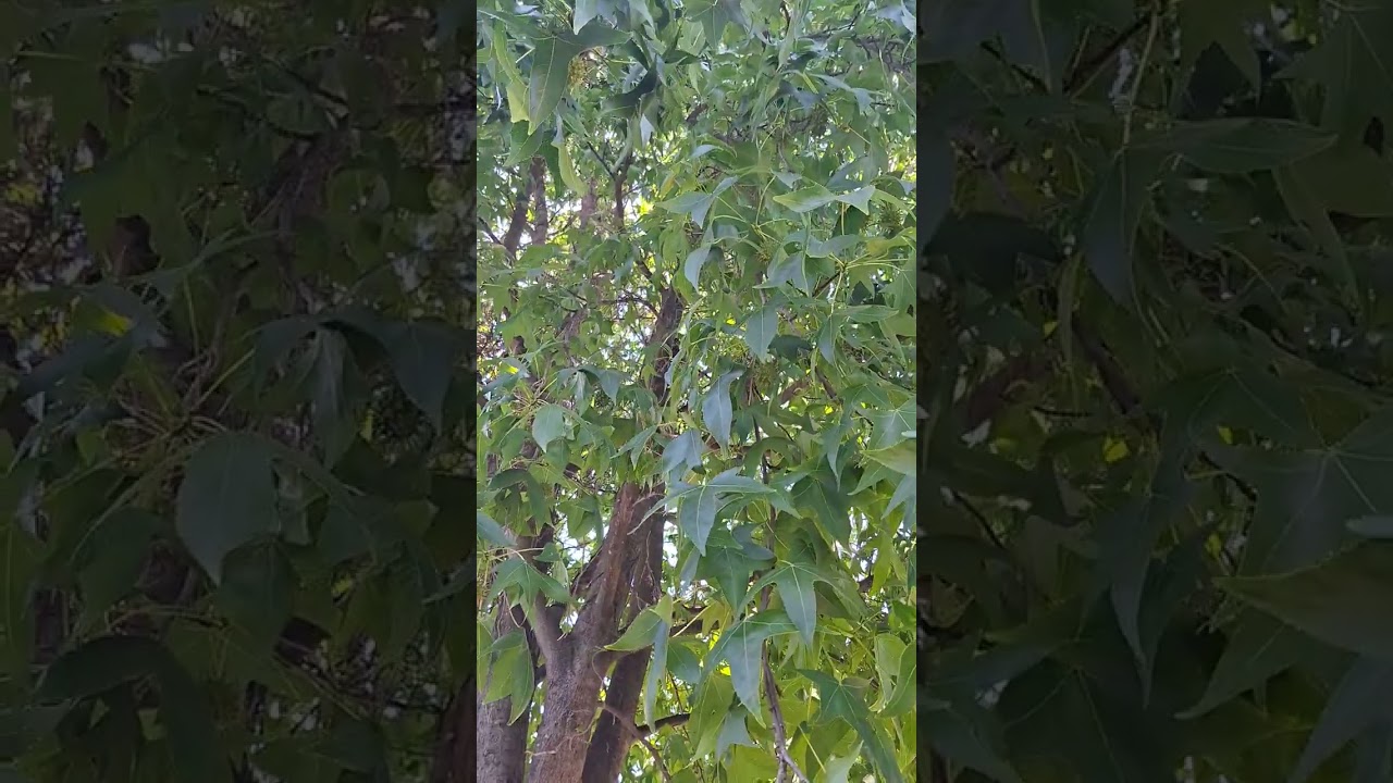  MEDITO en el ABUELO LIQUIDAMBAR