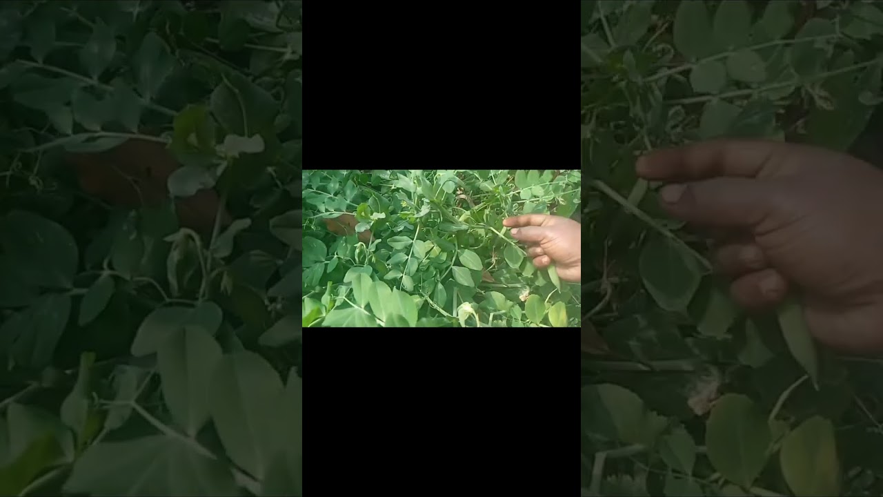 আজকের বাগান থেকে ফ্রেশ সবজি তুলে আনলাম রান্নার জন্য #food #cooking #minivlog #recipe #bengali