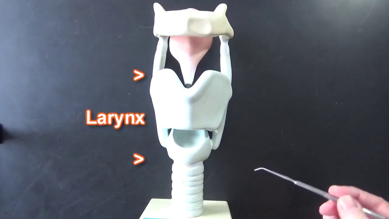 Larynx Model